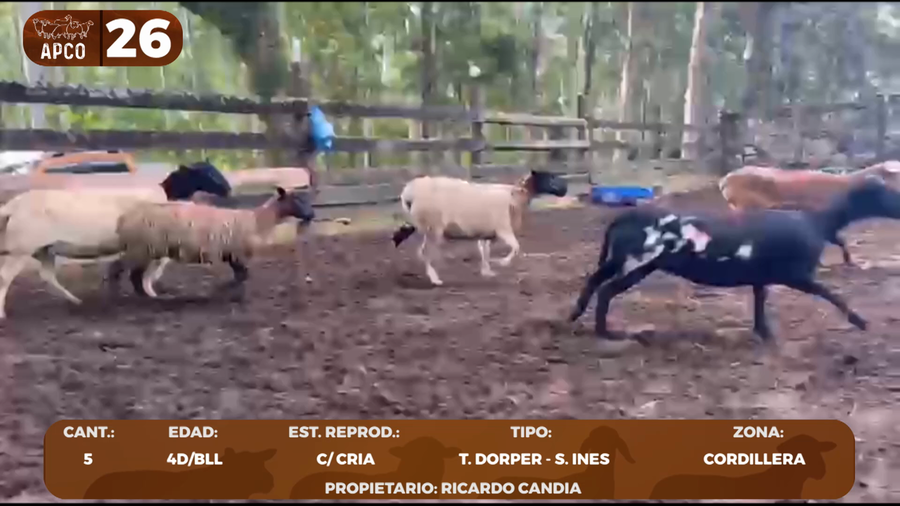 Lote LOTE 26 -POR PANTALLA