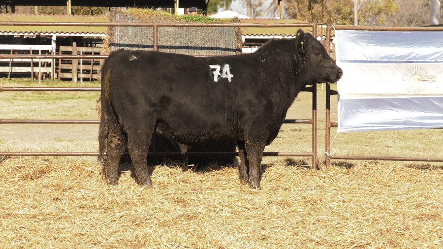 Lote TOROS ANGUS NEGROS  PC