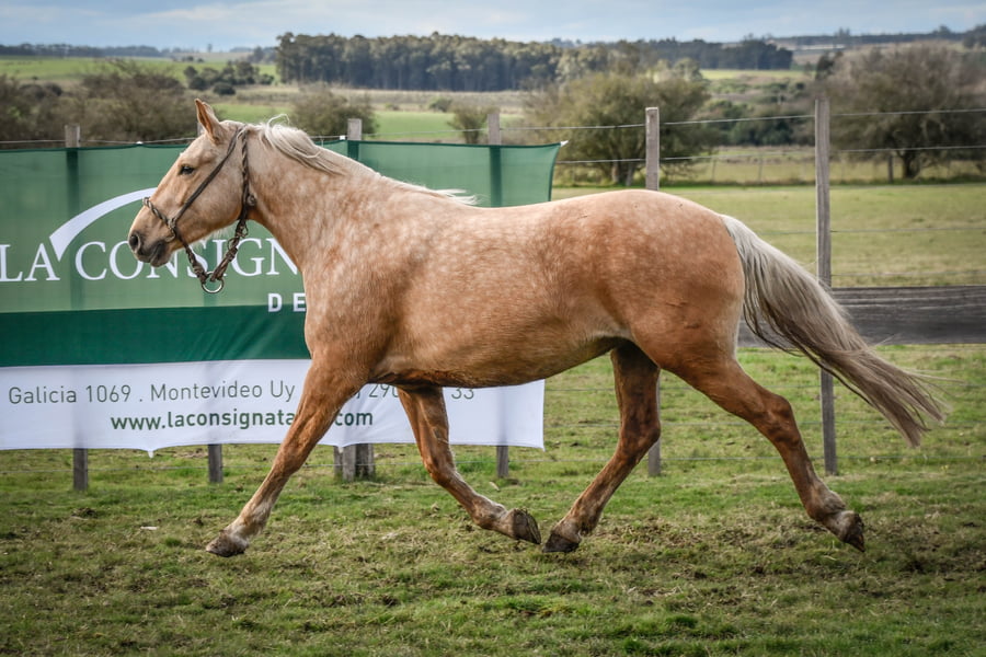 Lote CANELA MOLLES