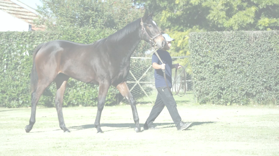 Lote FULL ANSIOSA (FULL MAST -  ANALISTA SONG )