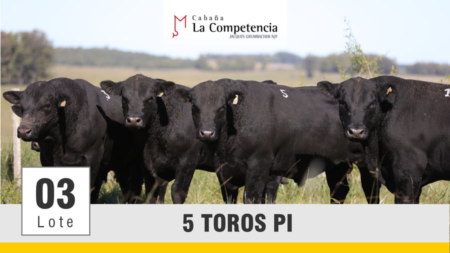 Lote (Vendido)Toros a remate en Subasta Toros de La Competencia, Montevideo