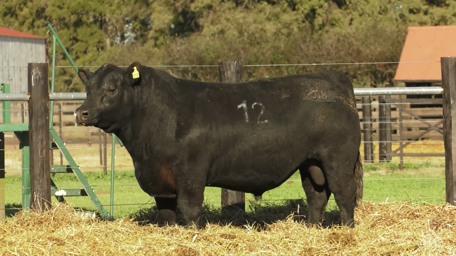 Lote TOROS ANGUS PURO CONTROLADO