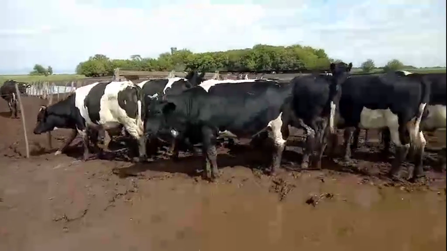 Lote 38 Novillitos/Nov Holando