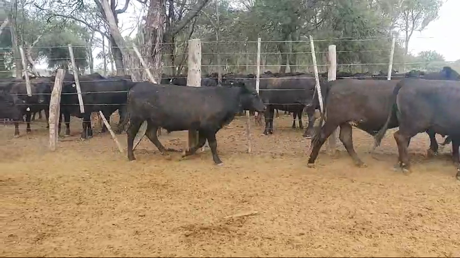 Lote 70 Novillos en Quimilí, Santiago del Estero