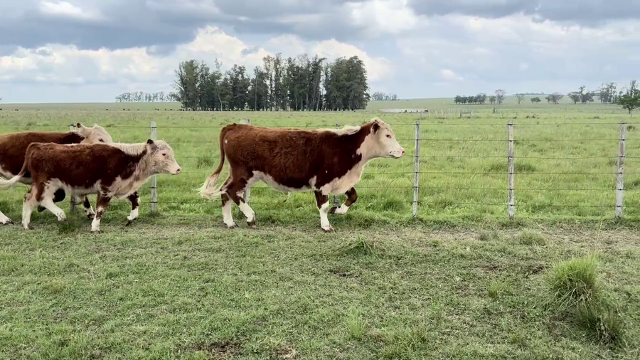 Lote SOBREAÑO ENTEROS