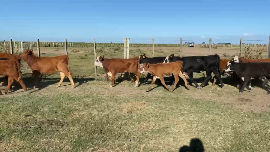 Lote 135 Terneras en Treinta y Tres