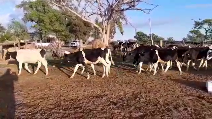 Lote 36 Terneros en Santa Fe, Galisteo