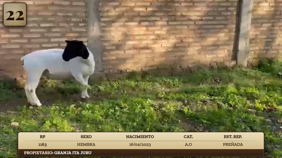 Lote LOTE 22