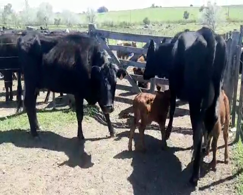 Lote 4 Ovejas piezas de cría a remate en Feria por pantalla, San José
