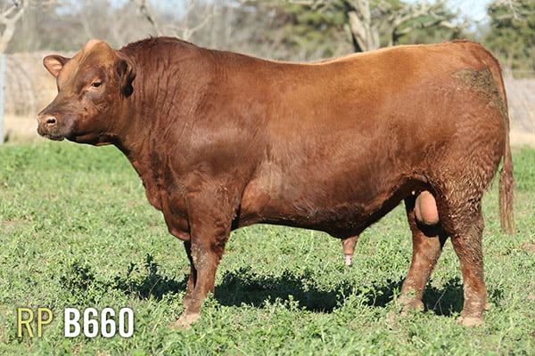 Lote 3 TOROS PUROS DE PEDIGREE