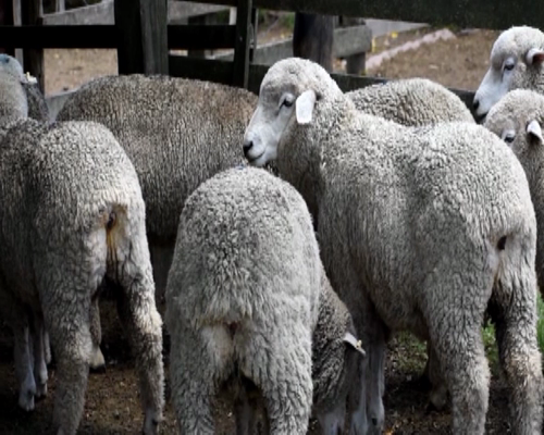 Lote 10 borregas puro de origen 2dts