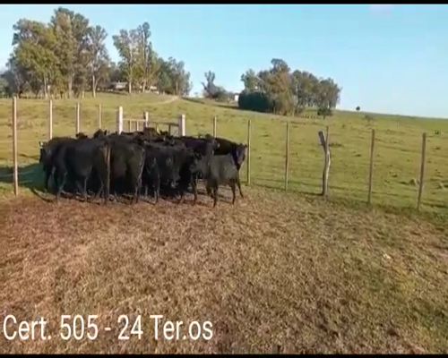 Lote (Vendido)24 Terneros  23 AA Y 1 AA/ HE      a remate en Remate virtual de Coco Morales & Asoc. 197kg -  en CAMINO VECINAL CUCHILLA DEL PERDIDO A 40 KM      DE CARDONA - SORIANO