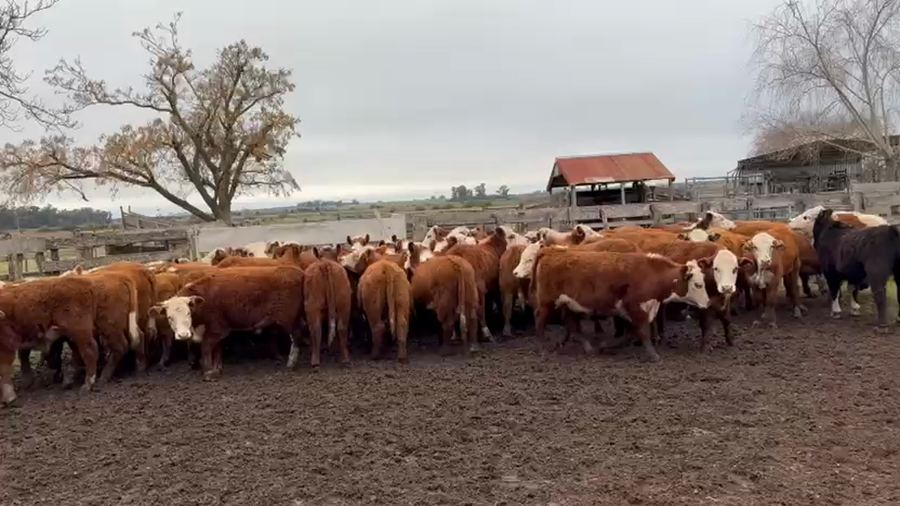 Lote 52 Terneros en Urdinarrain, Entre Ríos