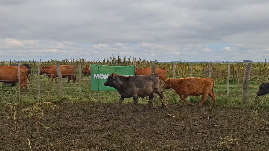 Lote 105 Terneros/as en Buenos Aires, Chivilcoy