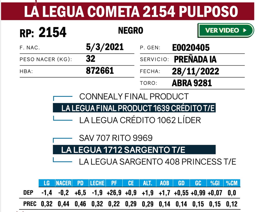 Lote VAQUILLONAS ANGUS  PP
