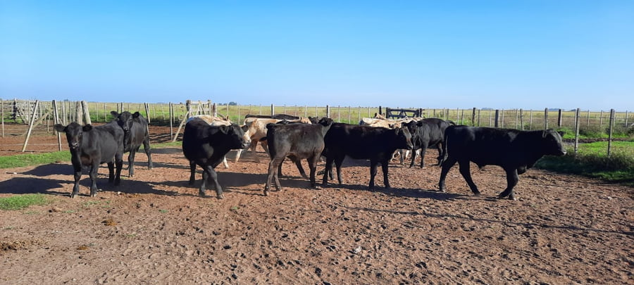 Lote 20 Terneros/as en Gral. Lamadrid, Buenos Aires