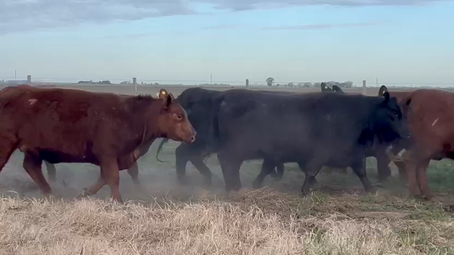 Lote 12 Vaquillonas de "Pastores"