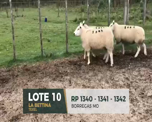 Lote Lote 10