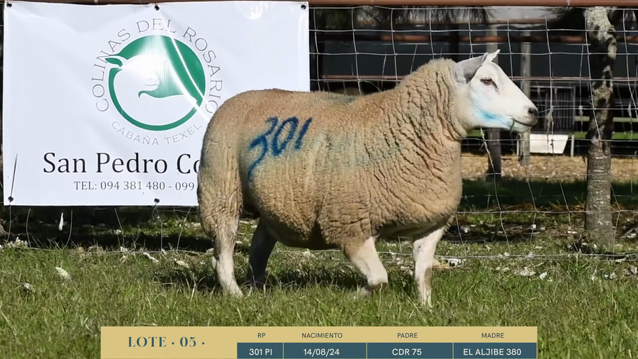 Lote Lote 5