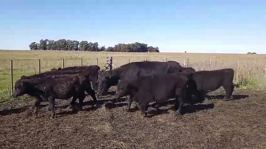 Lote 67 Terneros en Chillar