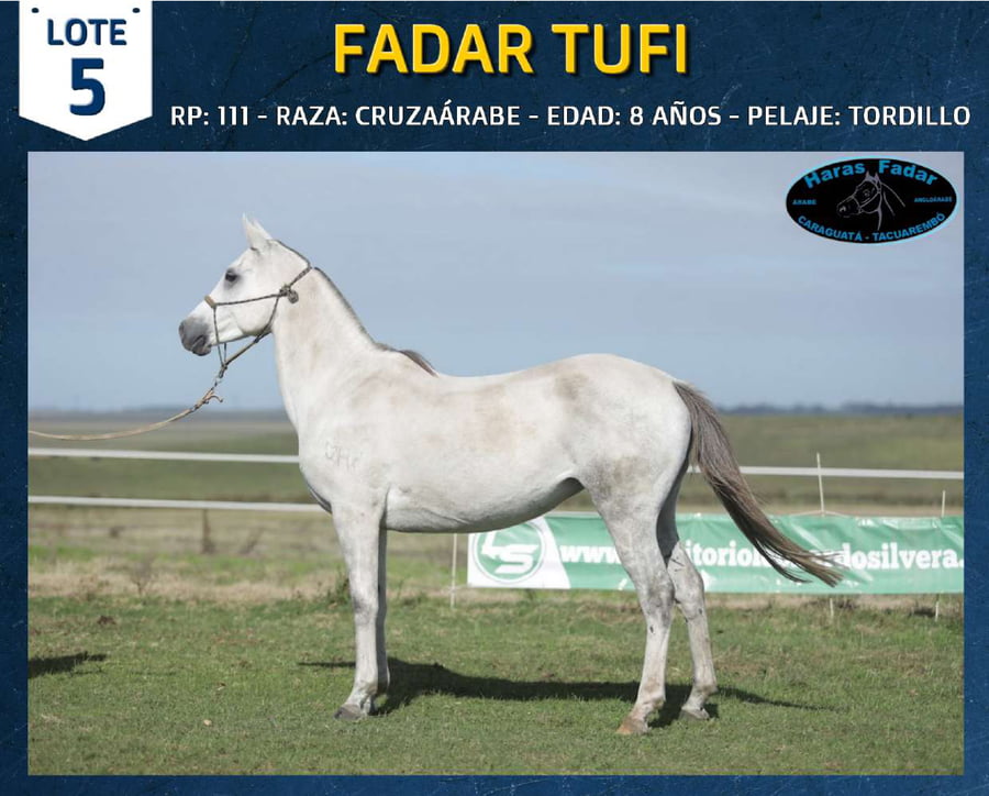 Lote FADAR TUFI