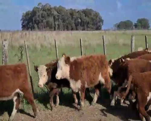 Lote 70 Terneros en Magdalena, Buenos Aires