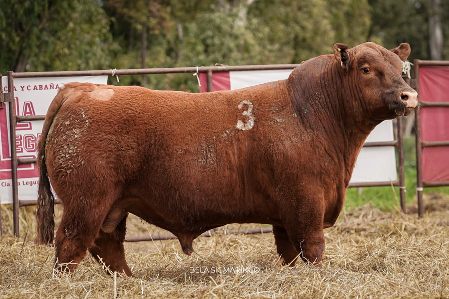 Lote TOROS ANGUS COLORADOS  PC