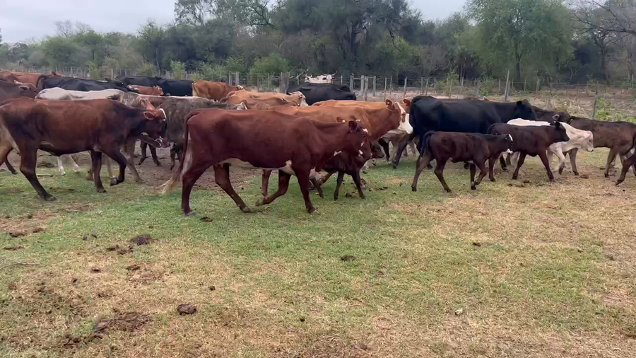 Lote 46 Vacas medio uso C/ cria en Juan José Castelli, Chaco