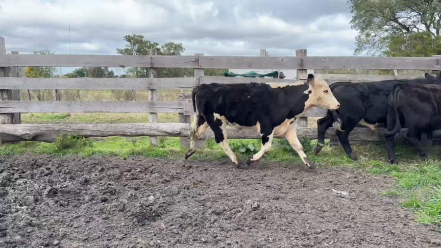 Lote NOVILLOS 1 a 2 AÑOS