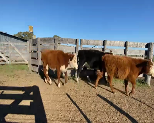 Lote 88 Terneros en Lobos, Buenos Aires