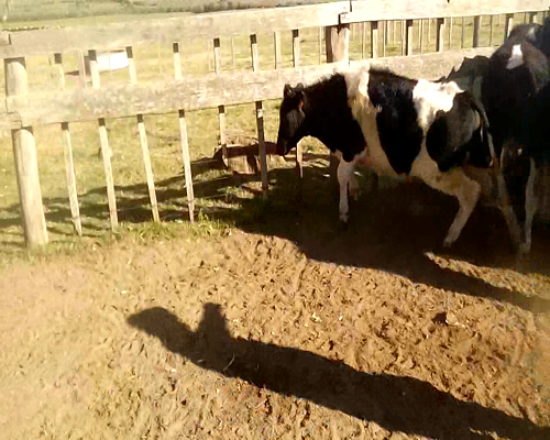 Lote 13 Terneros en Colonia