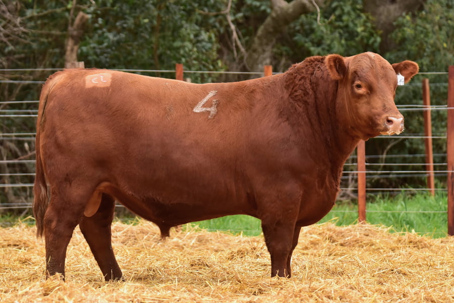 Lote TOROS ANGUS PC