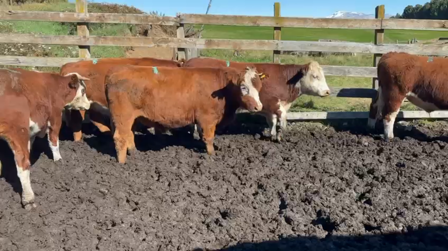 Lote 24 Novillo Engorda en Coyhaique, XI Región Aysén