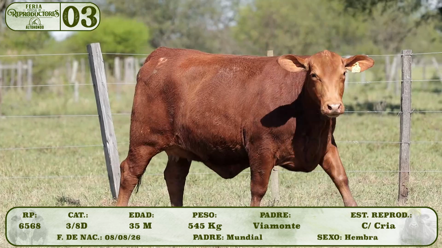 Lote LOTE 3