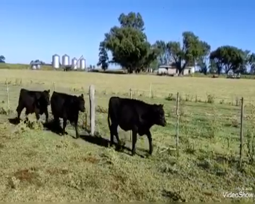 Lote 36 Terneros/as en Saladillo, Buenos Aires