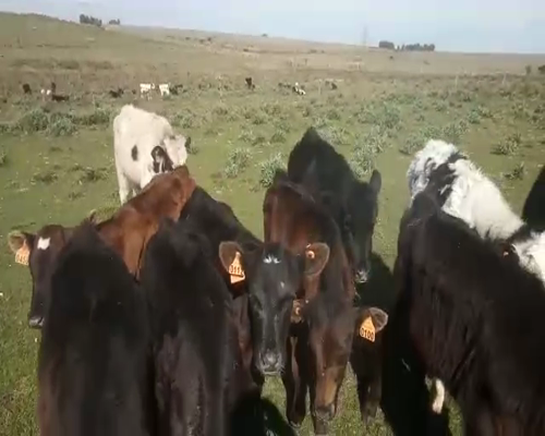 Lote 16 Terneros CRUZAS a remate en Pantalla Camy 140 - 150kg - , San José