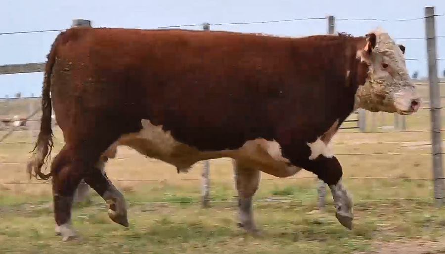 Lote TOROS PI 2 AÑOS RP 2373 2429 2431