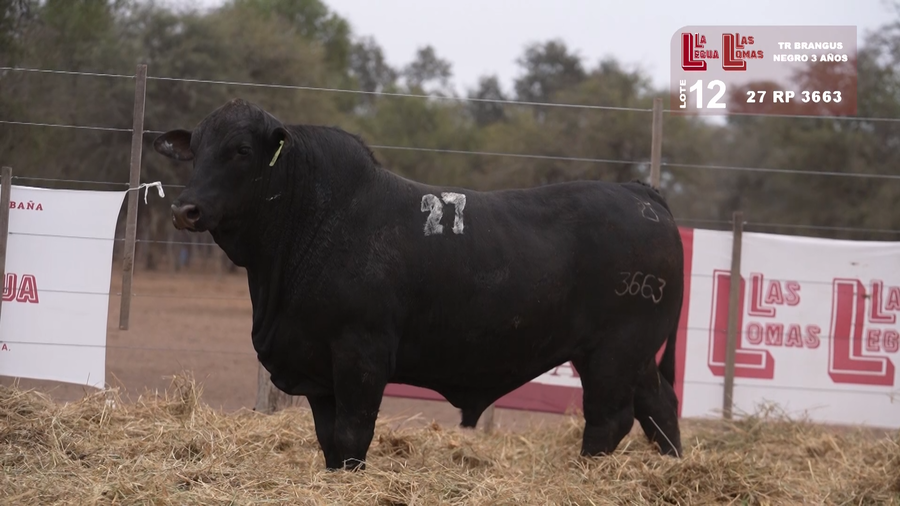 Lote BRANGUS NEGRO 3 AÑOS
