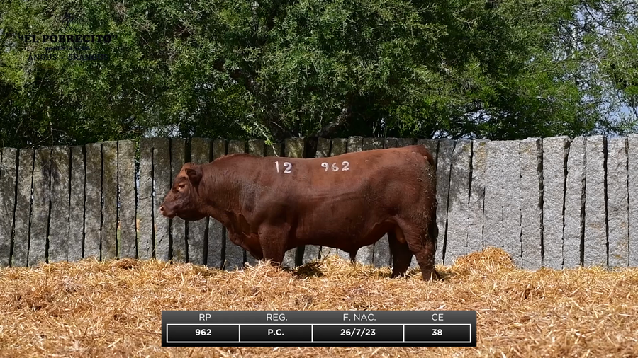 Lote ABERDEEN ANGUS P.C.