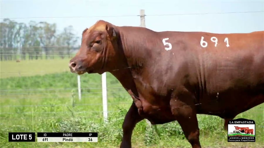 Lote 3 Toros a remate en Red Angus de La Empastada + Feria , Salto