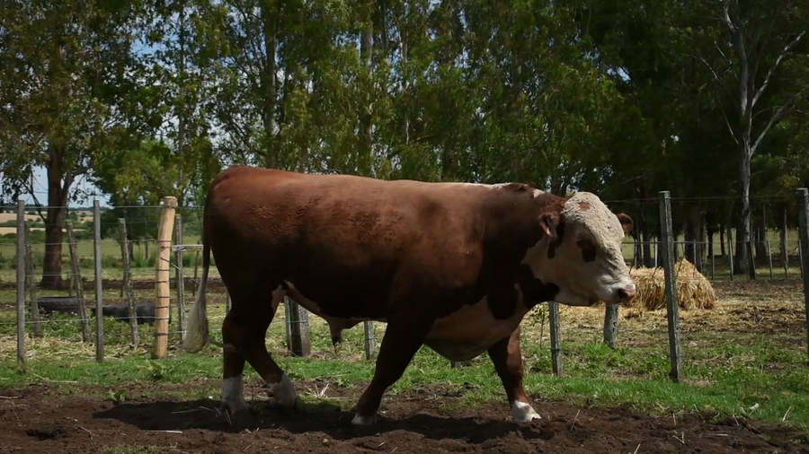 Lote "Los Piquillines" ,RP 251