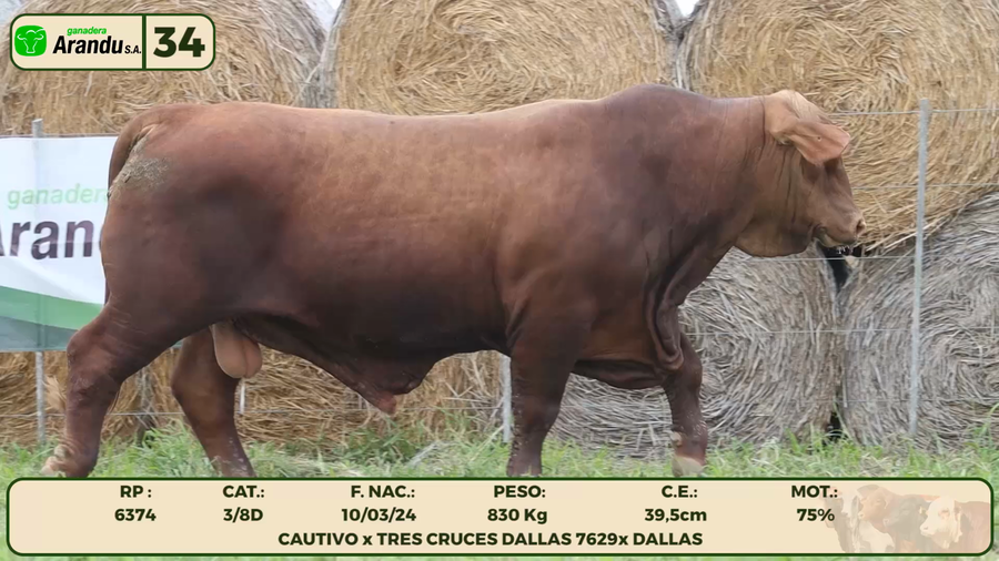 Lote LOTE 34