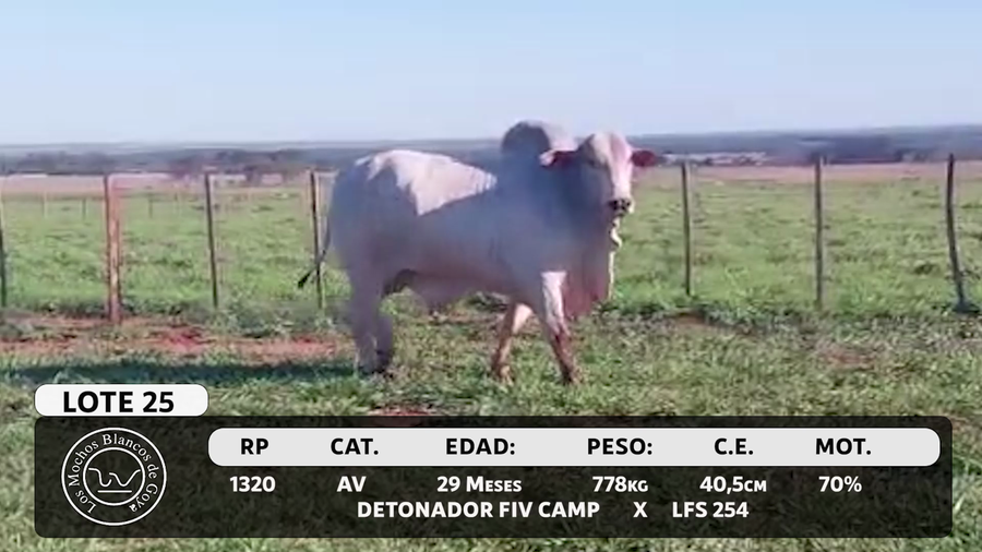 Lote LOTE 25