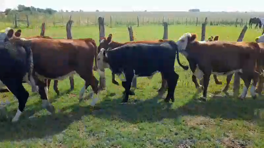 Lote 21 Vaquillonas en Entre Ríos, Distrito Sauce