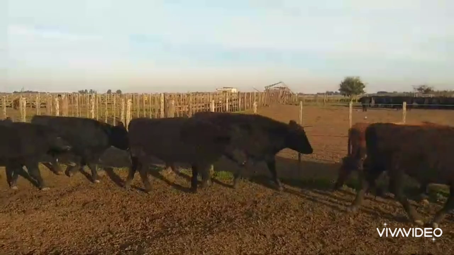 Lote 65 Novillitos en Castelli, Buenos Aires