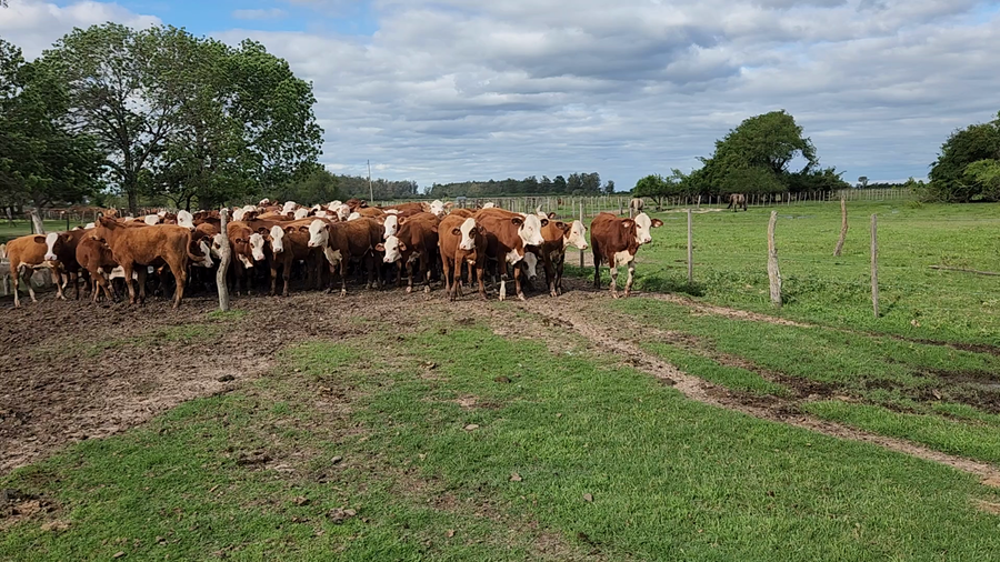 Lote 115 Terneros/as en Esquina, Corrientes