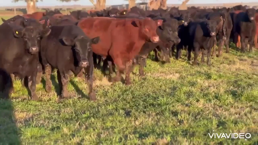 Lote 130 Novillitos