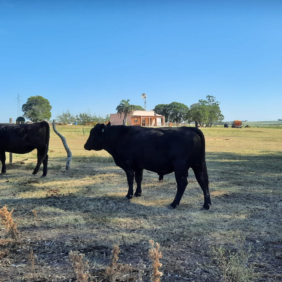 Lote Toros Angus Buen Origen