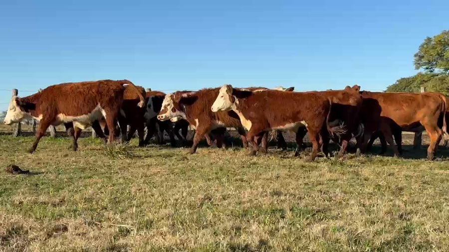 Lote 110 Novillitos en Corrientes, Curuzu Cuatia
