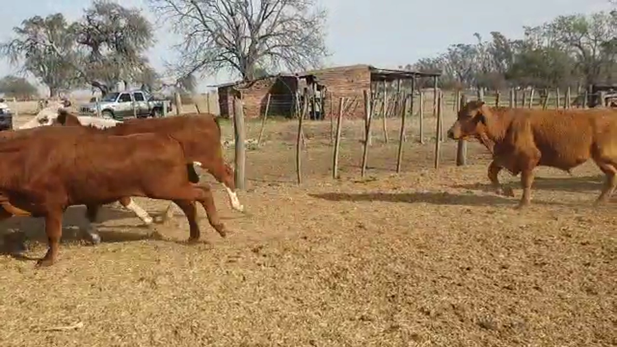 Lote 30 Novillitos Braford en Cintra, Córdoba